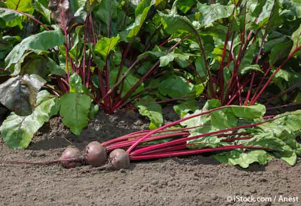 how to grow beets