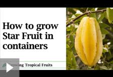 star fruit benefits