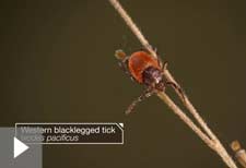 ticks lyme disease