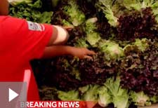 e coli outbreak in lettuce