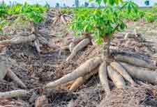 benefits of cassava