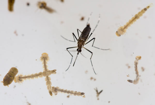lab made mosquitoes released in miami