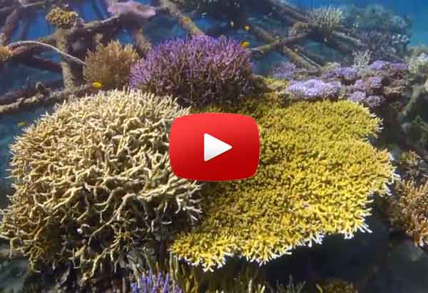 coral reef restoration