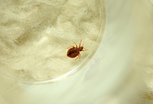 bedbugs excrete chemical increases allergic reaction