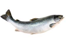 farmed frankenfish salmon