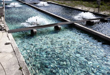 aquaculture food security