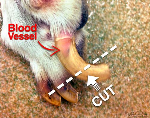 how to clip a dog's toenails