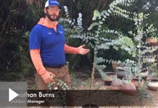 growing eucalyptus