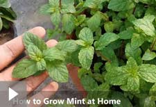 growing mint