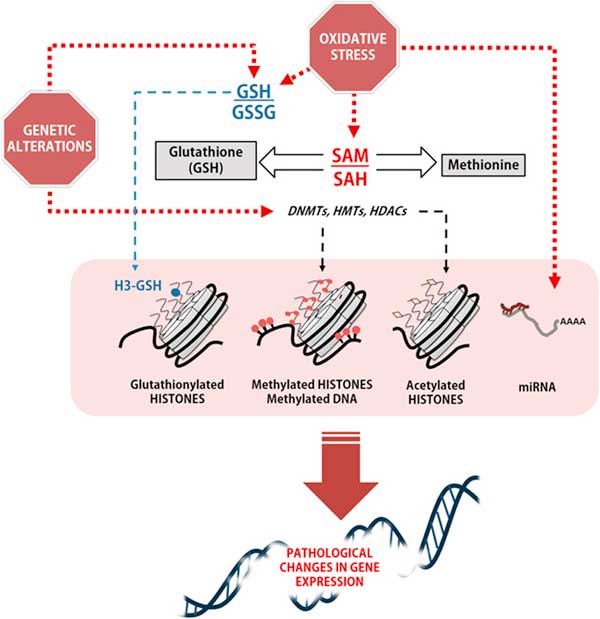 glutathione influences pathological changes in gene expression