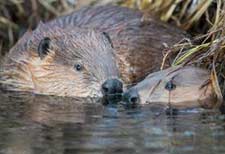 beaver dam benefits salmon population