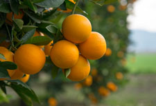 citrus greening disease treatment health risks