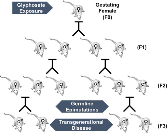 glyphosate impacts in mammals