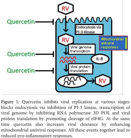 replicación viral de quercetina