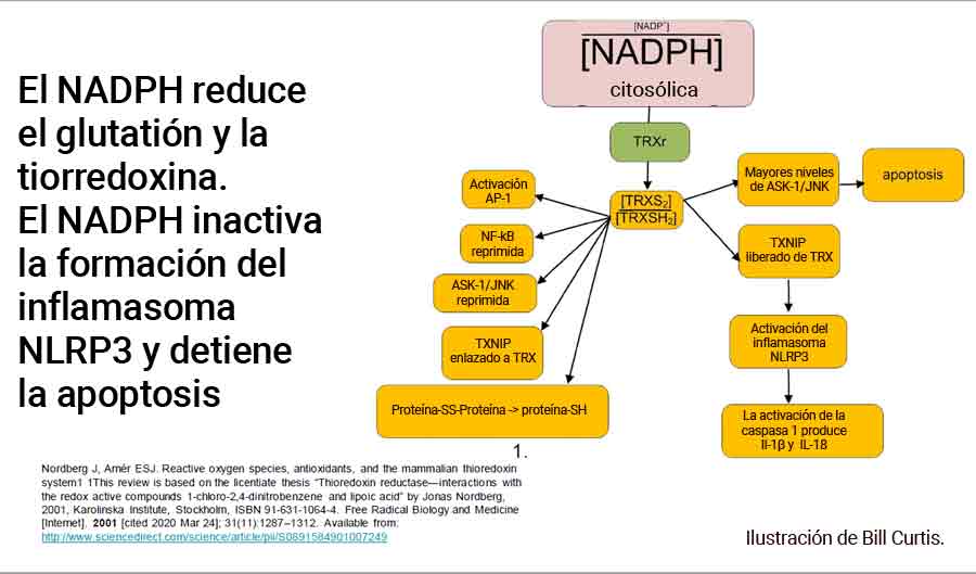 El NADPH reduce el glutatión y la tiorredoxina