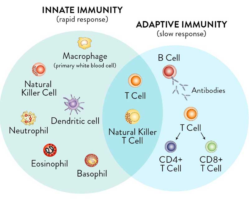 Imunidade