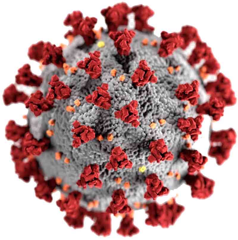 coronavirus de protéine de pointe