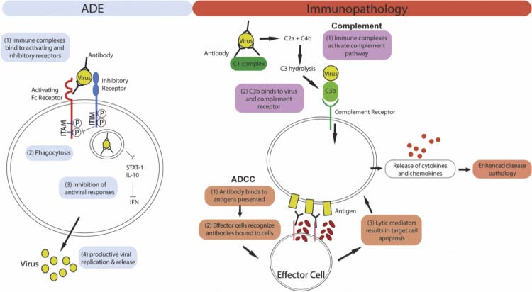 Mécanisme de l'ADE et de l'immunopathologie médiée par les anticorps