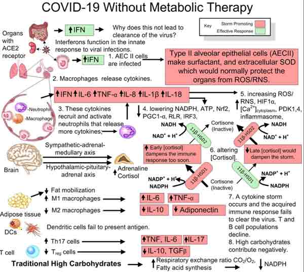 covid-19 sem teoria metabólica