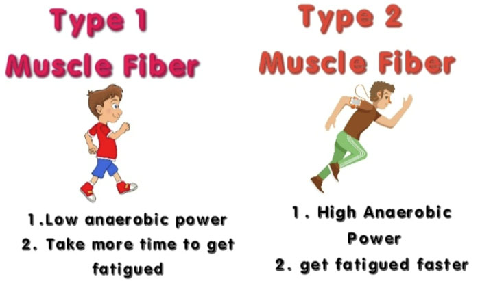 type I and II muscle fibers