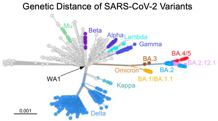 Distance génétique des variants du SRAS-CoV-2