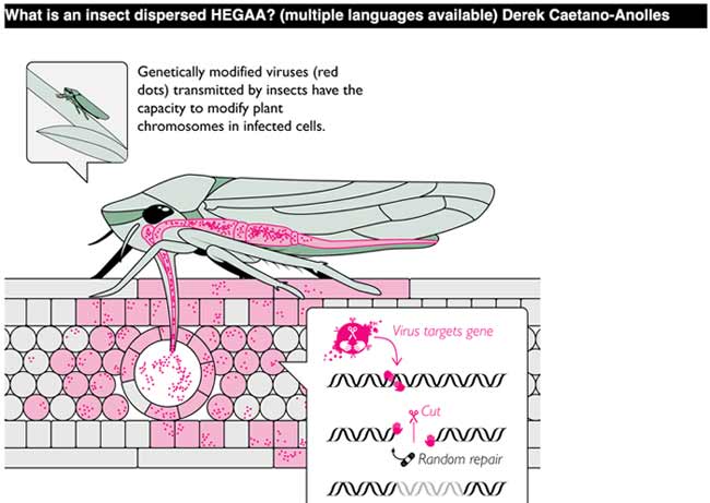 insect dispersed hegaa