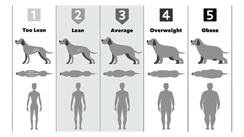 pet body score chart