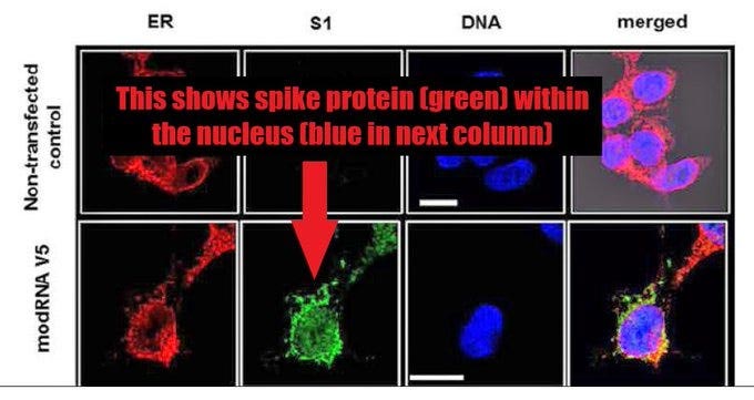 proteína de pico dentro del núcleo