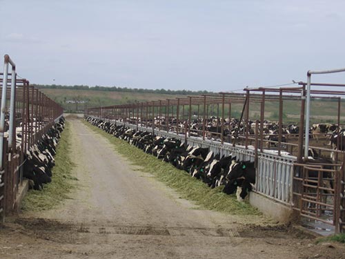 cafo cows grass pasture