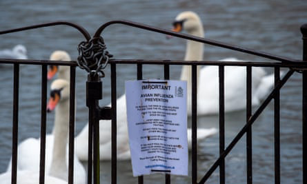 Avian flu H5N1 warning poster and swans