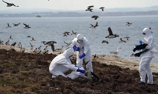 National Trust rangers clearing dead birds