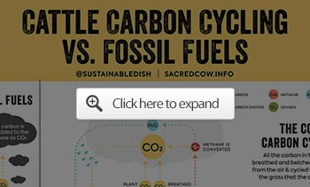 cattle carbon cycling vs fossil fuels