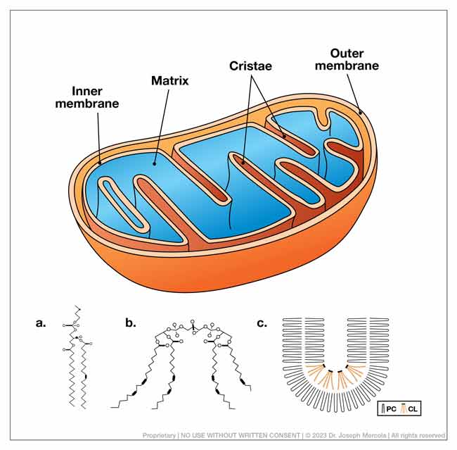 mitochondria