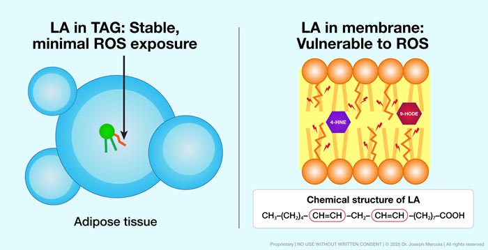 la stored in adipose triacylglycerol
