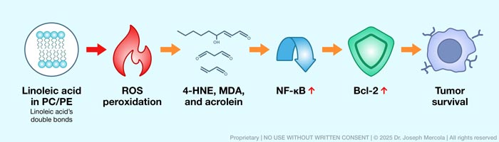 phospholipids undergoes oxidative damage