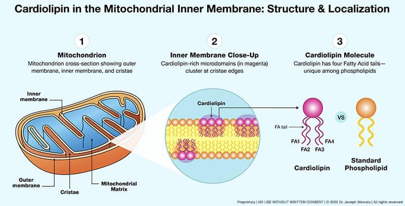 Diagram of cardiolipin in mitochondrial inner membrane