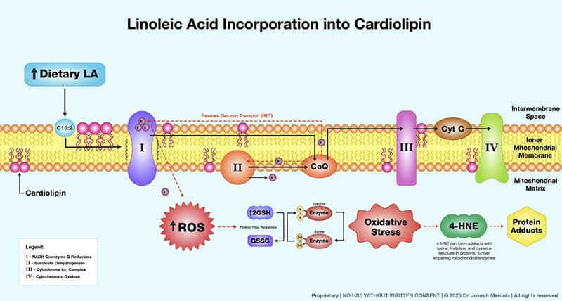 Diagram of LA chain reaction damaging mitochondria