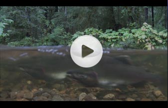 Salmon Confidential