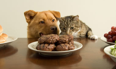meat good for cats and dogs