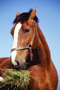 Astaxanthin Benefits to Horses