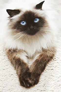 Cat Scratcher Lounger | 100% Toxin-free Cat Scratcher