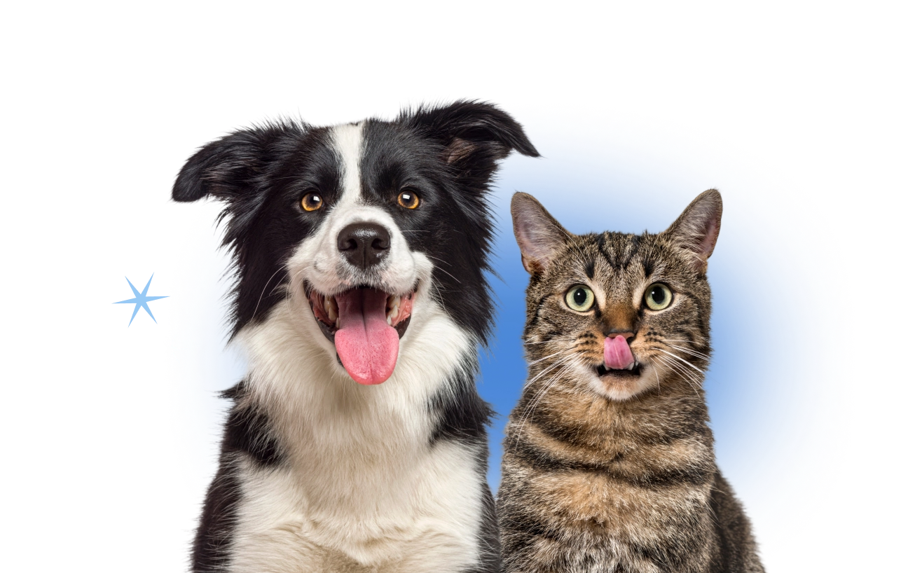 Black and white dog and gray cat