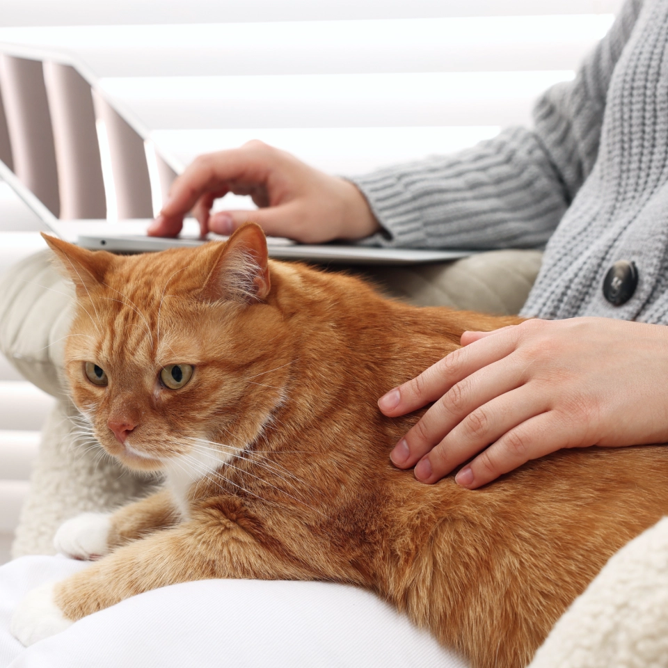 Orange cat sitting on pet owner’s lap