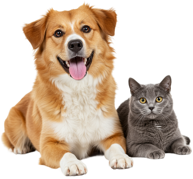 Orange dog and gray cat