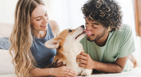 pet owners holding corgi dog