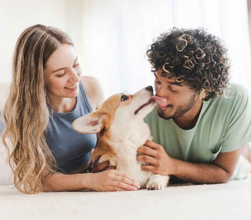 pet owners holding corgi dog