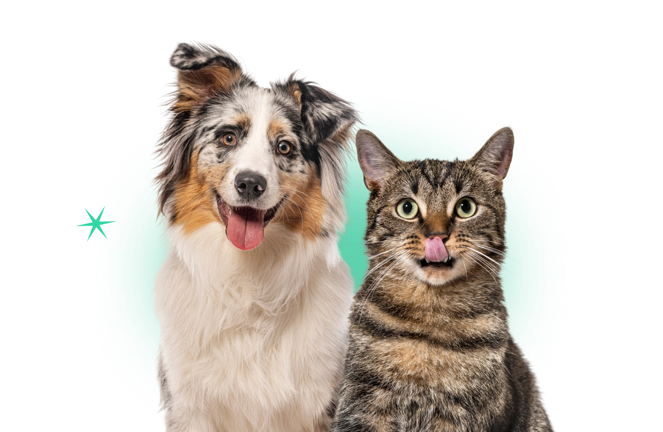 White orange dog and gray cat