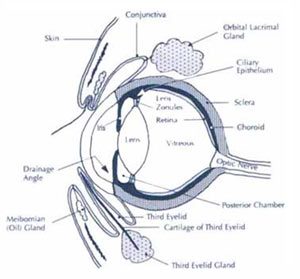 Anatomy of Pet's Eye