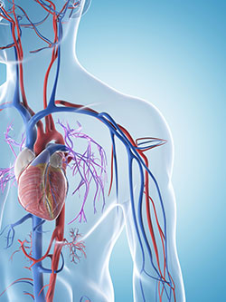 Vitamina K2: Arterias y venas saludables