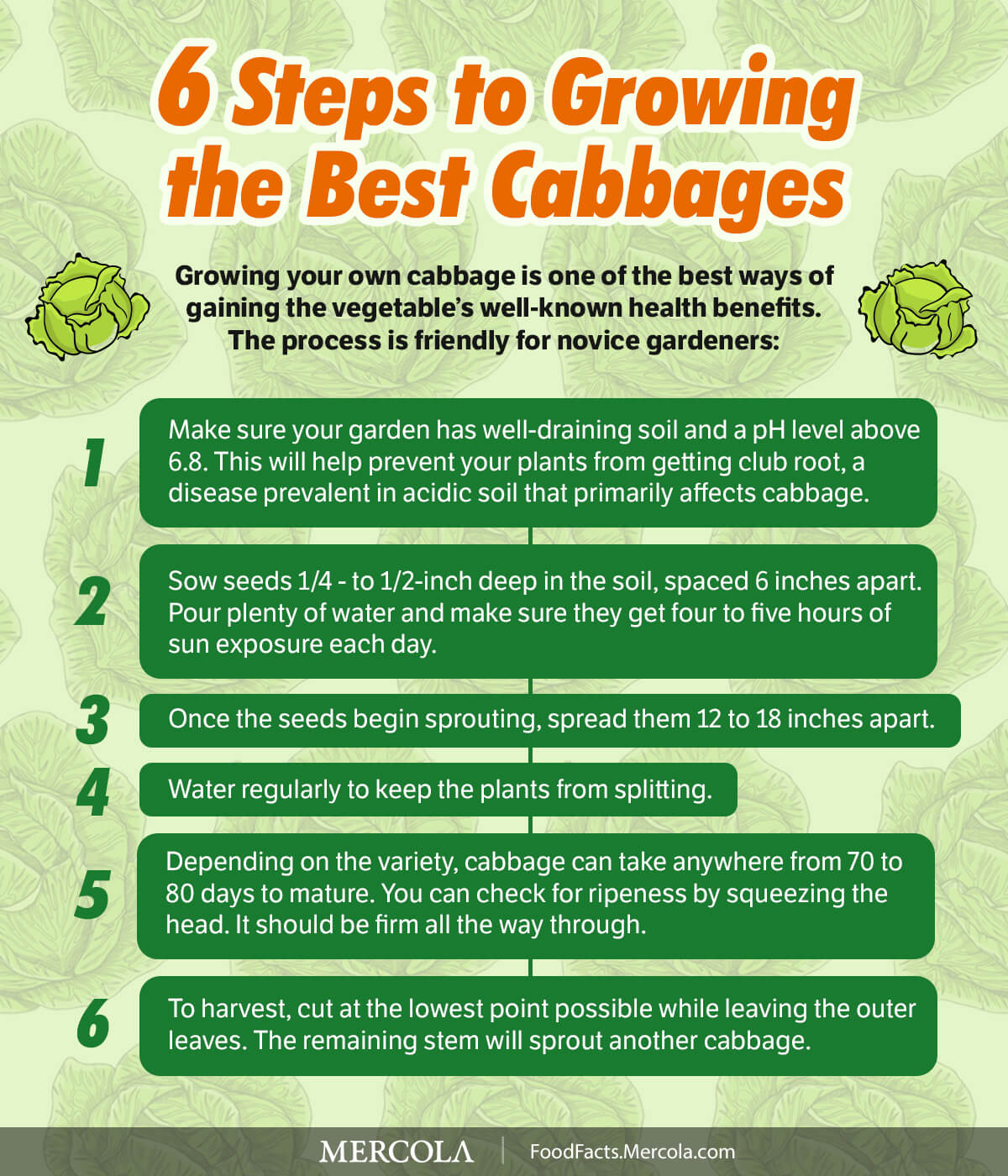6 Steps to Growing the Best Cabbages